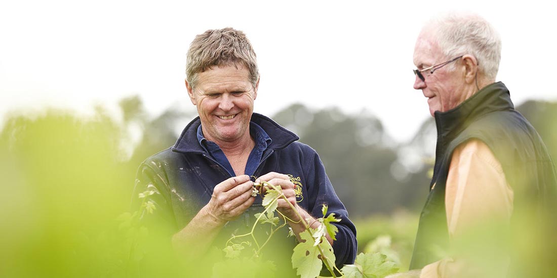 Two men inspecting grapes in the vineyard.